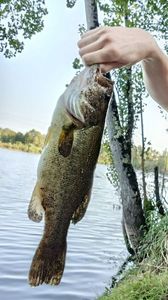 Largemouth Bass