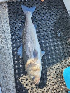 European Bass (Seabass)