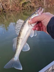 Zander