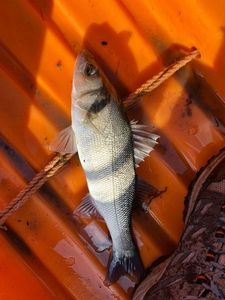 European Bass (Seabass)