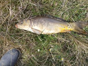 Mirror Carp
