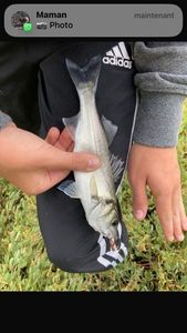 European Bass (Seabass)