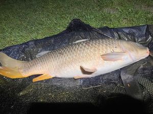 Common Carp