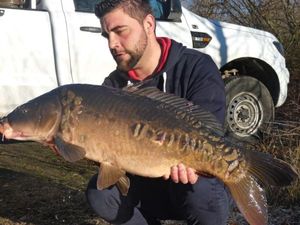 Mirror Carp