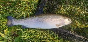 Rainbow Trout
