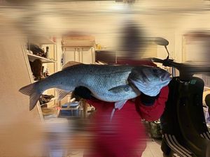 European Bass (Seabass)
