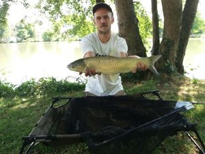Grass Carp
