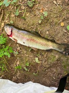 Rainbow Trout