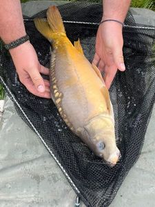 Mirror Carp