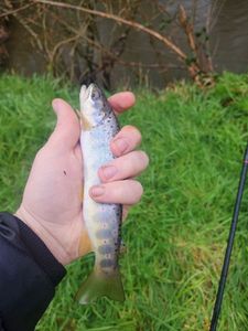 Brown Trout