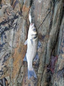 European Bass (Seabass)