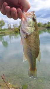 Largemouth Bass