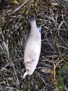 European Bass (Seabass)