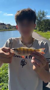 European Perch