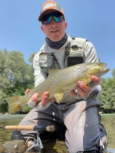 Brown Trout