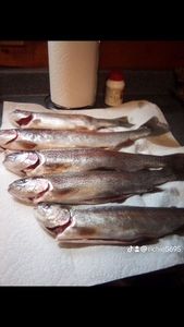 Rainbow Trout