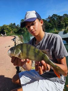 European Perch