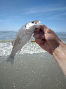 European Bass (Seabass)
