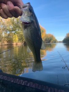 Largemouth Bass