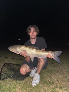 Grass Carp