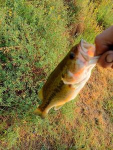 Largemouth Bass