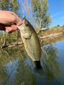 Largemouth Bass