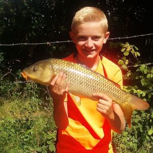 Common Carp