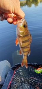 European Perch