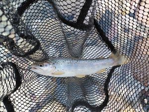 Brown Trout