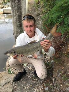 Barbel