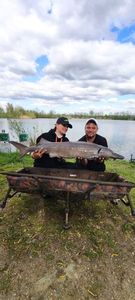 Sturgeon