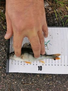 European Perch