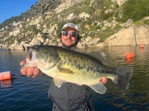 Largemouth Bass