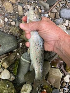Brown Trout