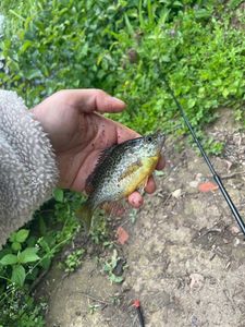Green Sunfish