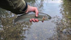 Rainbow Trout