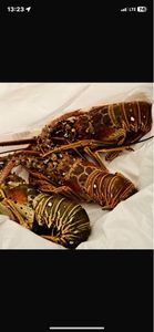 Langouste royale