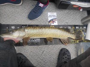 Northern Pike