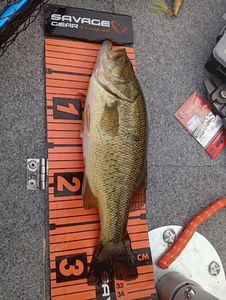 Largemouth Bass