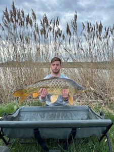 Common Carp