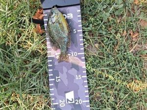 Green Sunfish