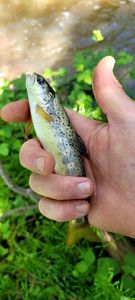 Brown Trout