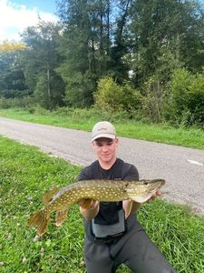 Northern Pike