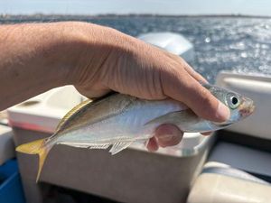 Atlantic Horse Mackerel