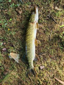 Northern Pike