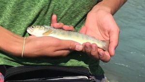 Brown Trout