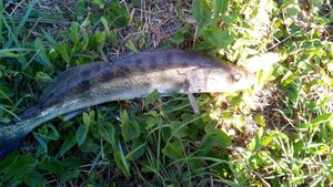 Zander