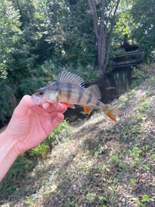 European Perch