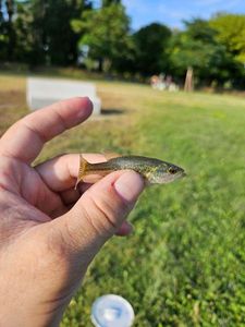 Largemouth Bass