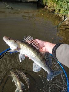 Zander